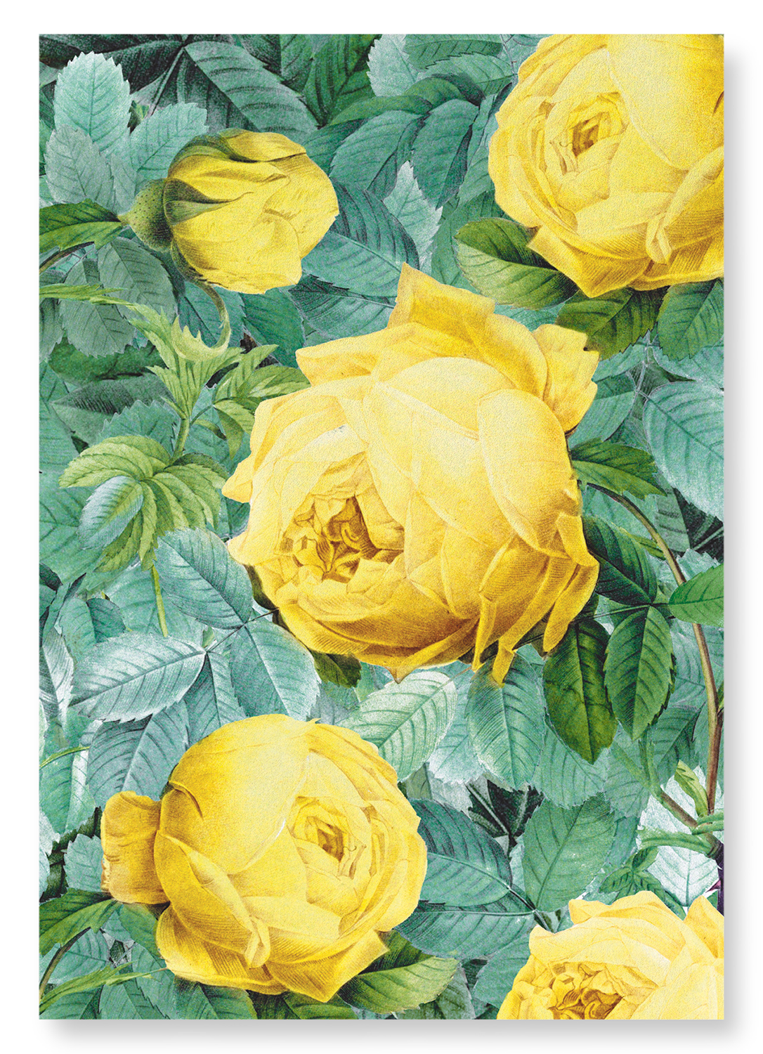 ROSA SULFUREA: Pattern Art Print