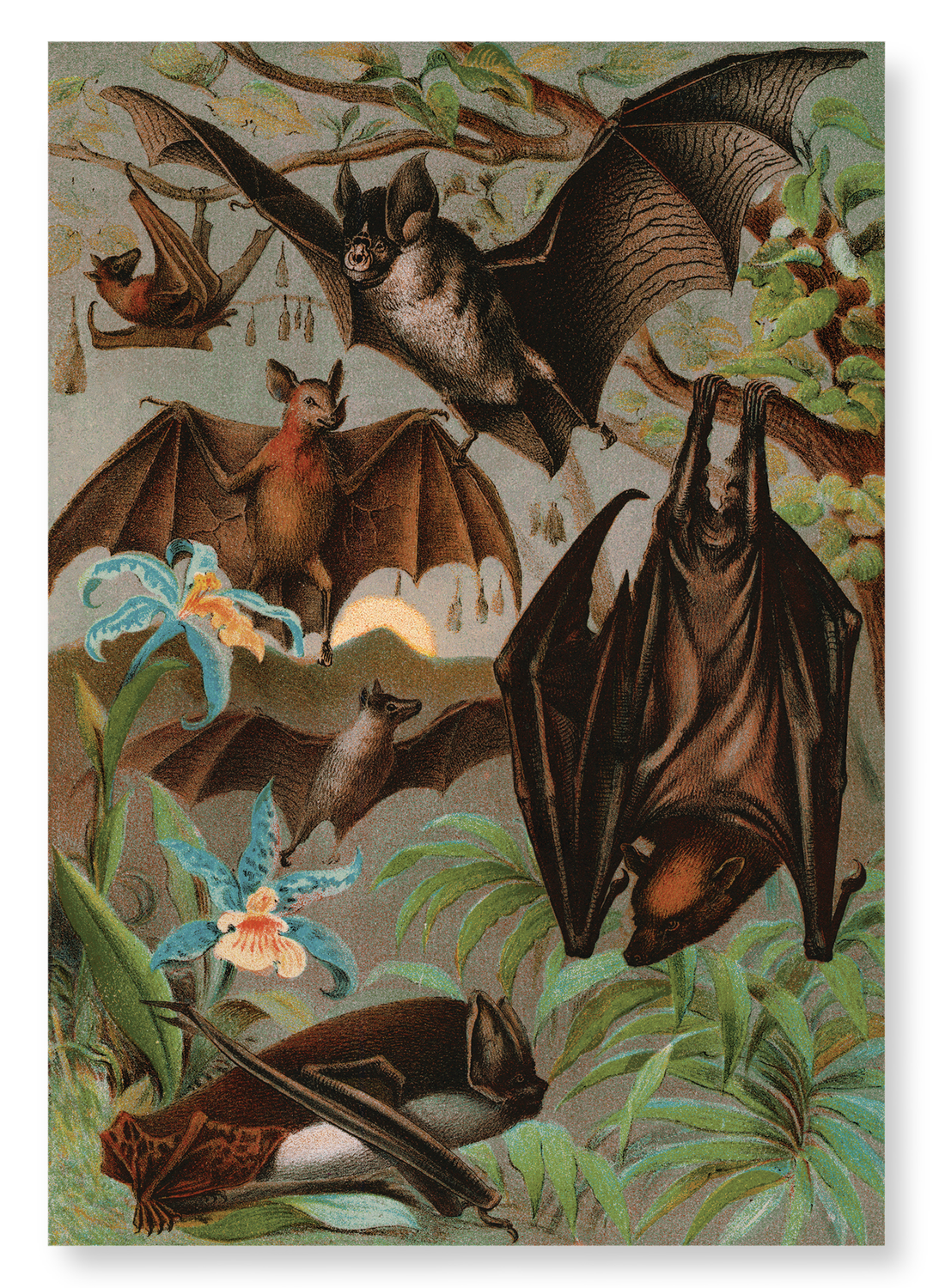 VARIOUS BATS (1880): Painting Art Print