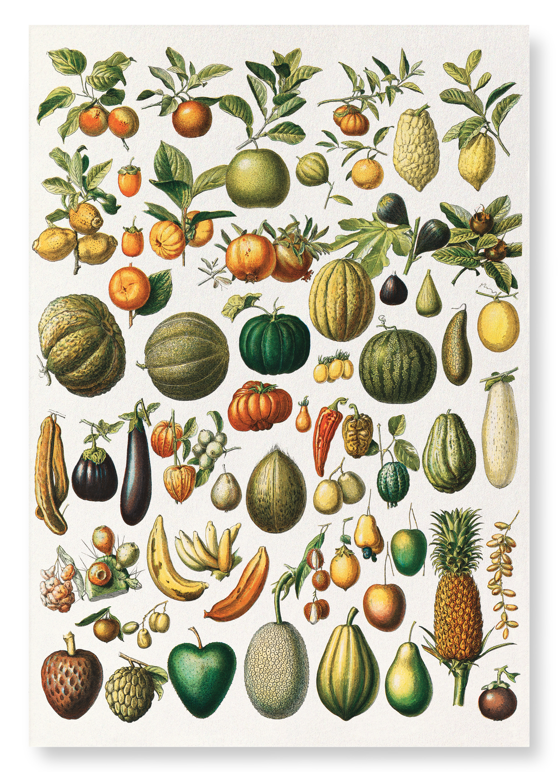 FRUITS (1898): Painting Art Print
