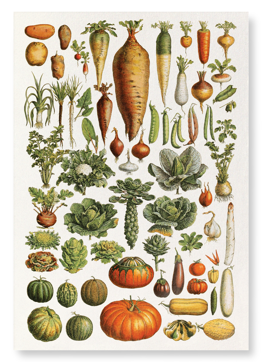 GARDEN VEGETABLES (1922): Painting Art Print