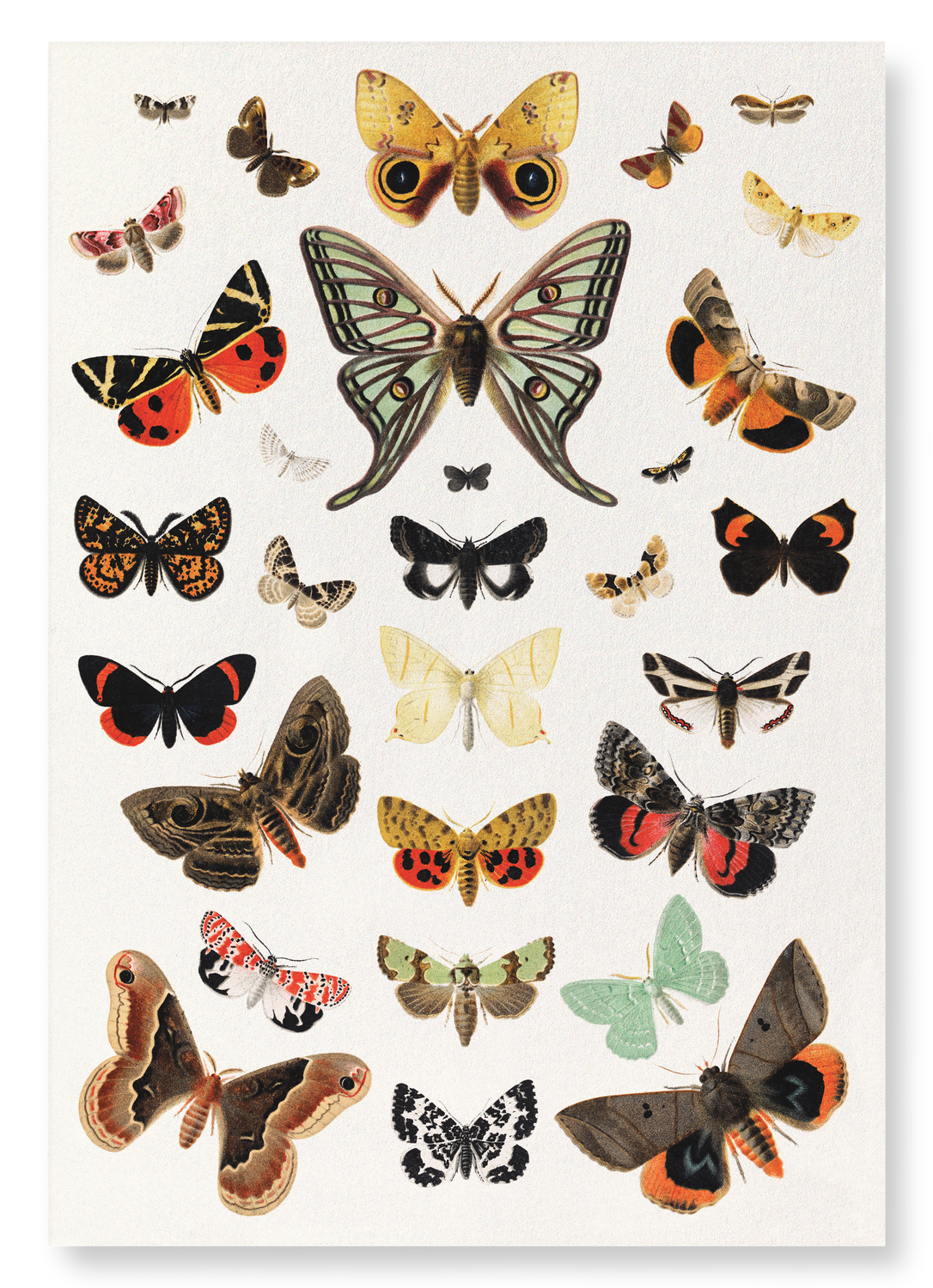 BUTTERFLY AND MOTH (1894): Painting Art Print