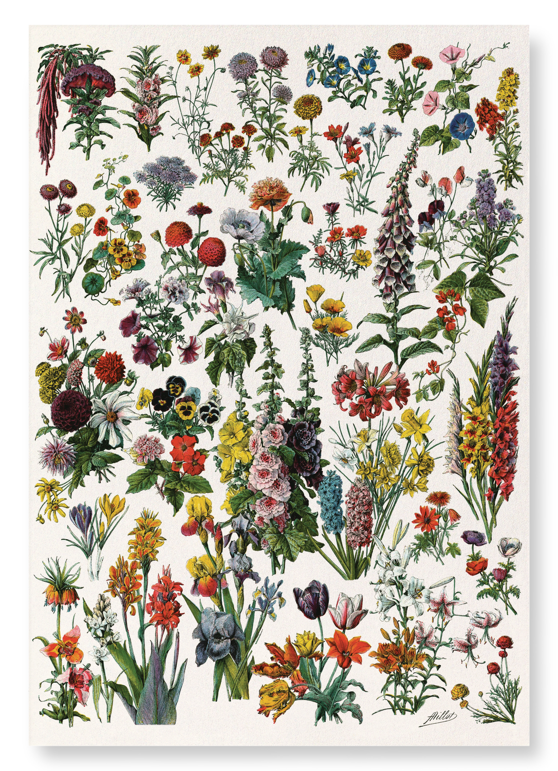 ILLUSTRATION OF FLOWERS - A (C.1900): Painting Art Print