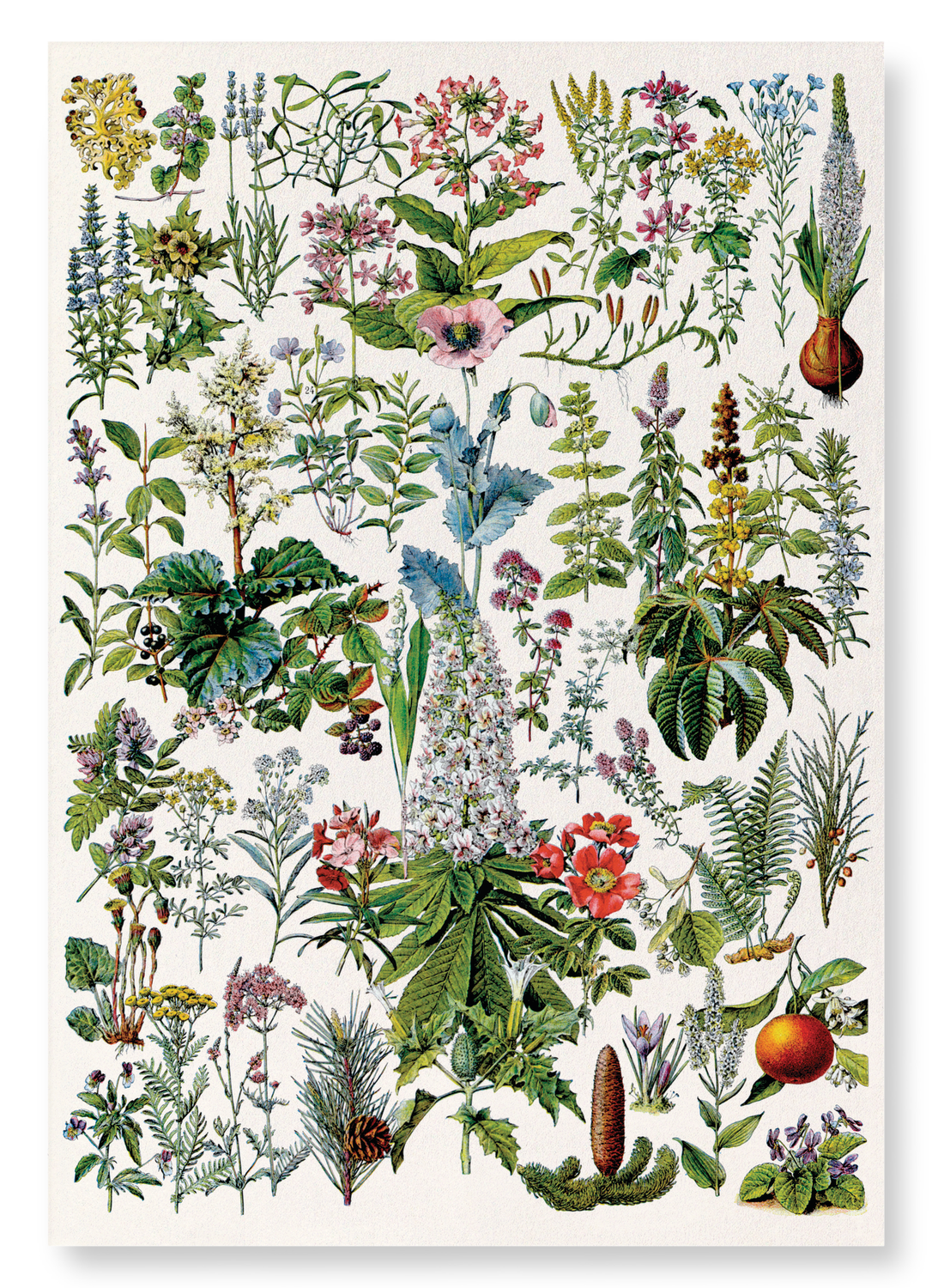 ILLUSTRATION OF FLOWERS - B (C.1900): Painting Art Print