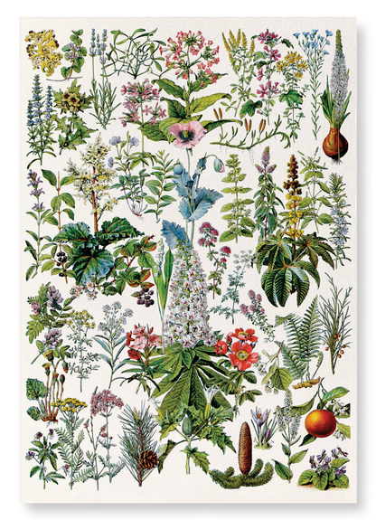 ILLUSTRATION OF FLOWERS - B (C.1900): Painting Art Print