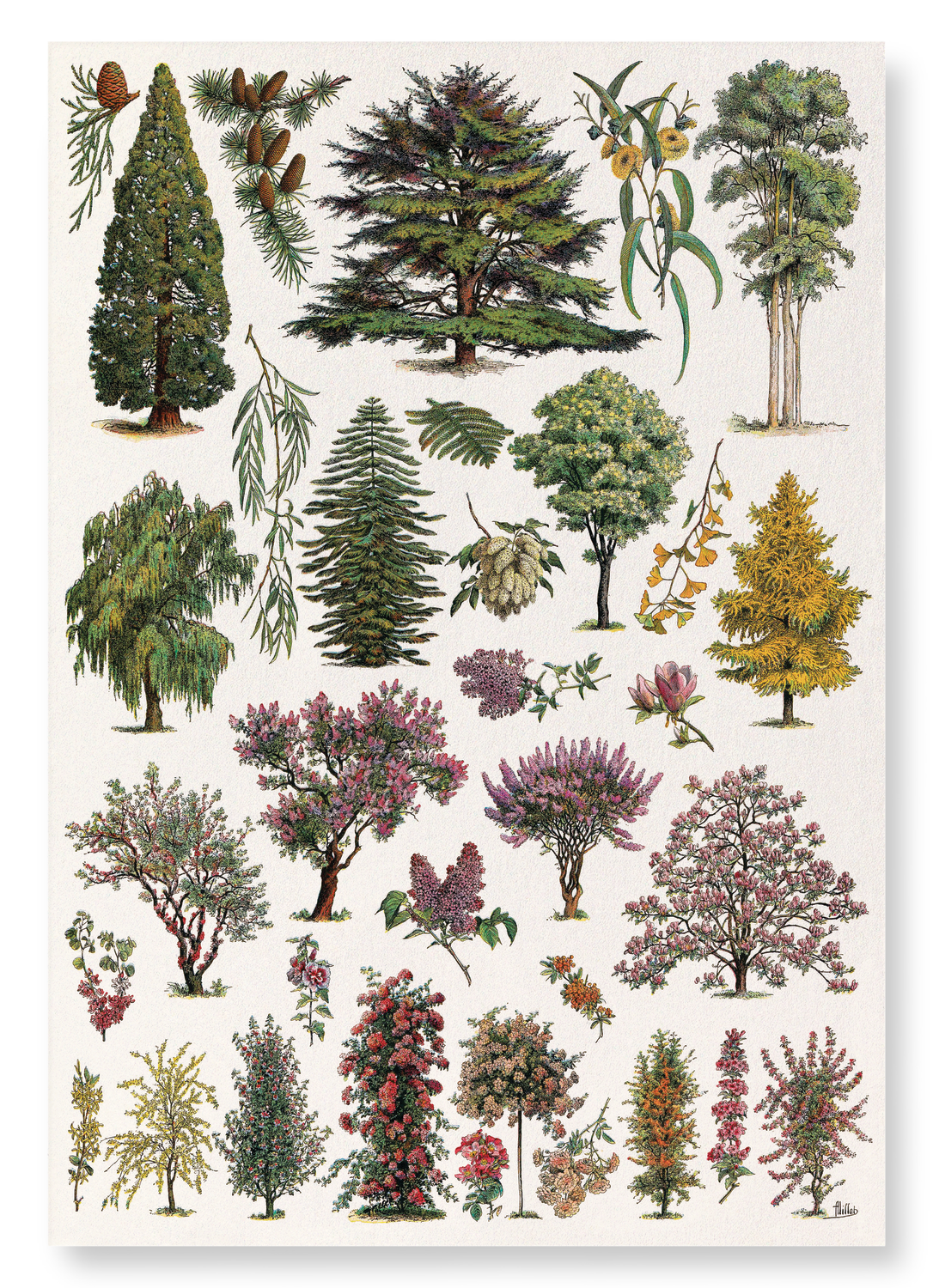 ORNAMENTAL TREES - A (1932): Painting Art Print