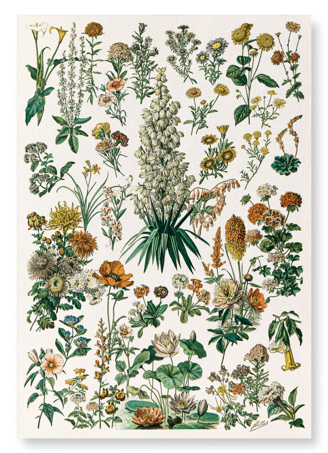 ILLUSTRATION OF FLOWERS - C (C.1900): Painting Art Print