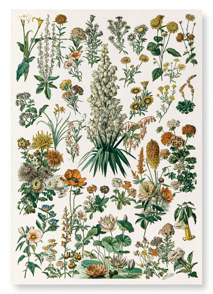 ILLUSTRATION OF FLOWERS - C (C.1900): Painting Art Print