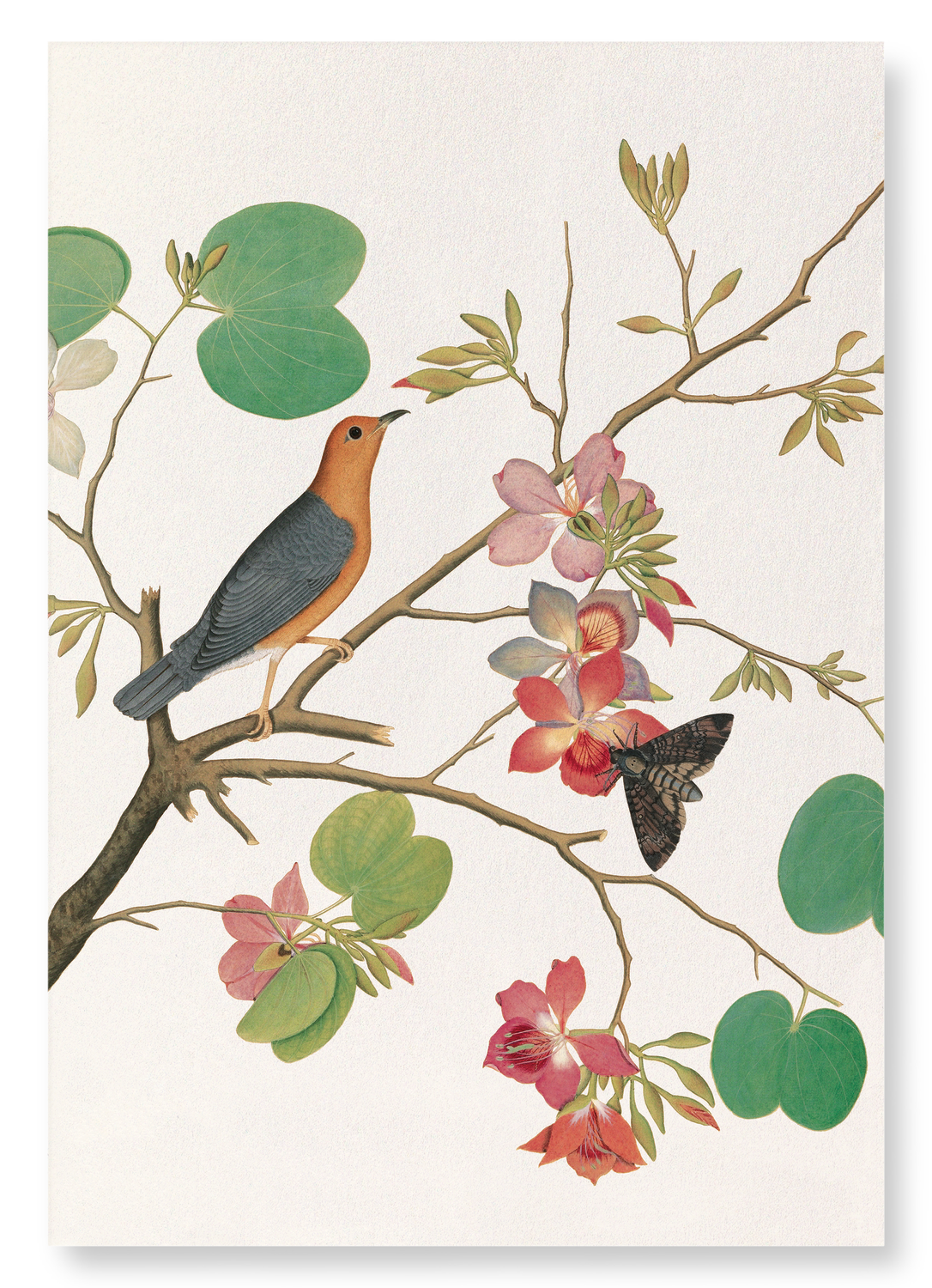 ORANGE BIRD ON ORCHID BRANCH (1778): Painting Art Print