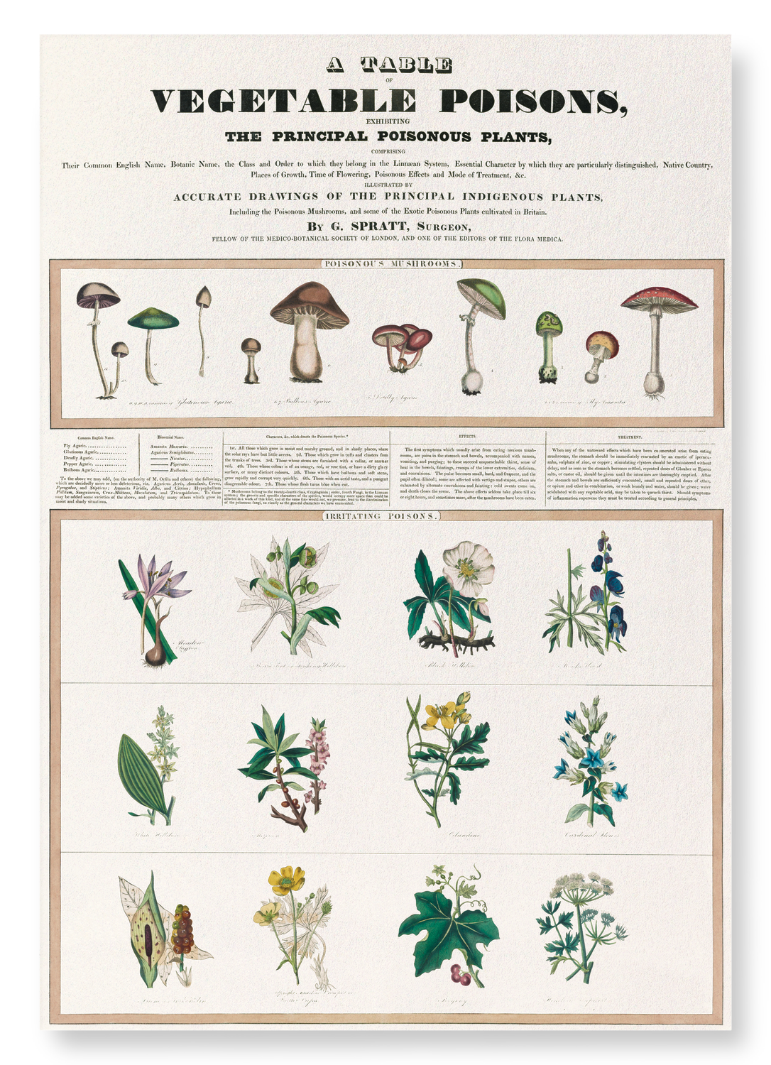 POISONOUS MUSHROOMS (1843): Botanical Art Print