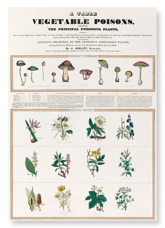 POISONOUS MUSHROOMS (1843): Botanical Art Print