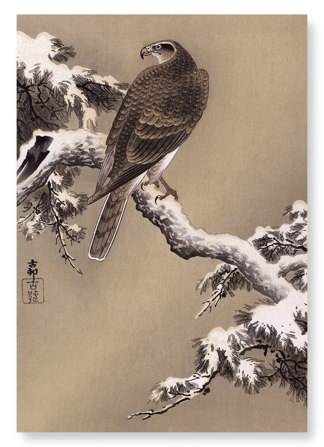 EAGLE AND PINE TREE: Japanese Art Print