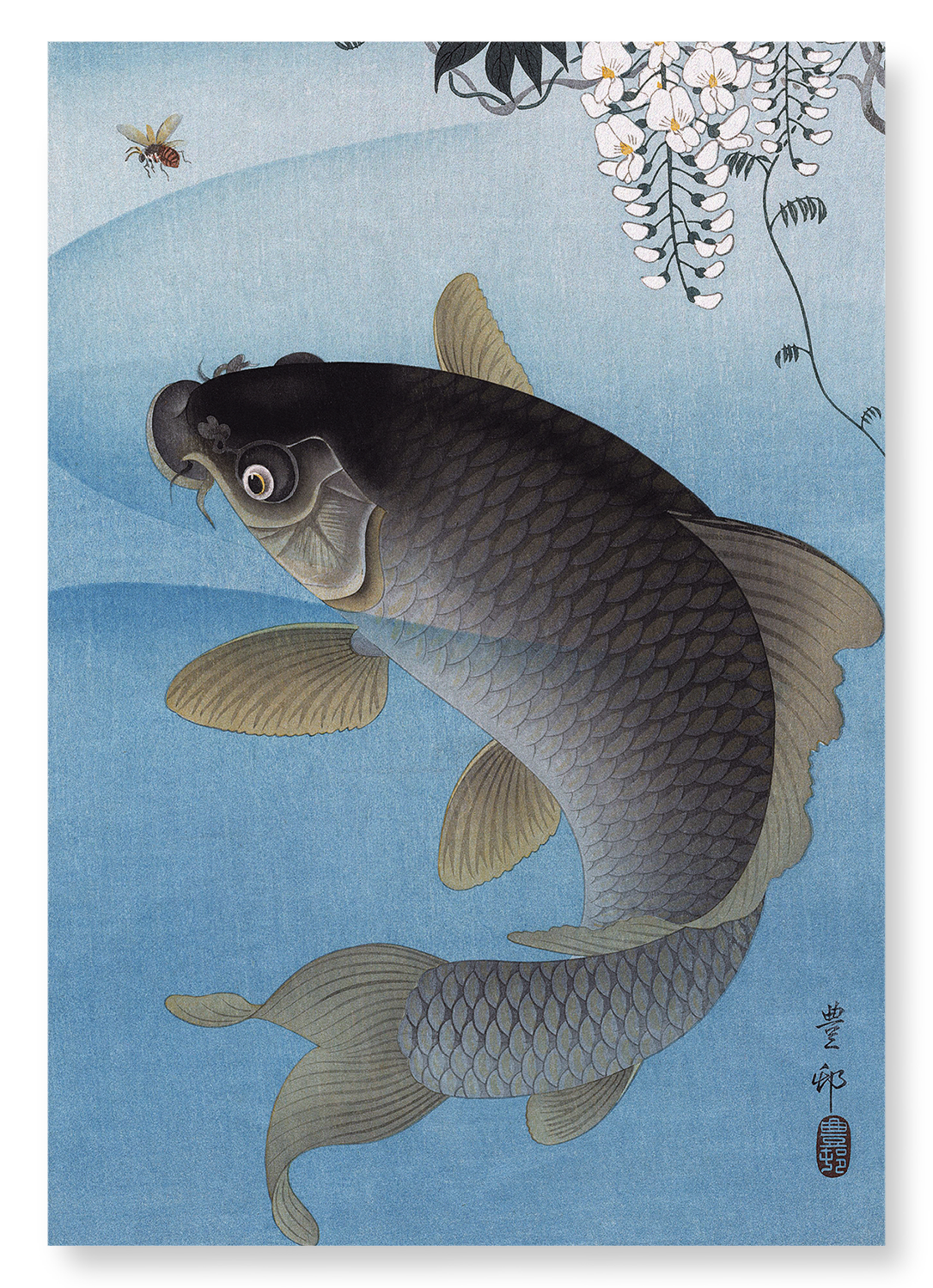 CARP AND WISTERIA: Japanese Art Print