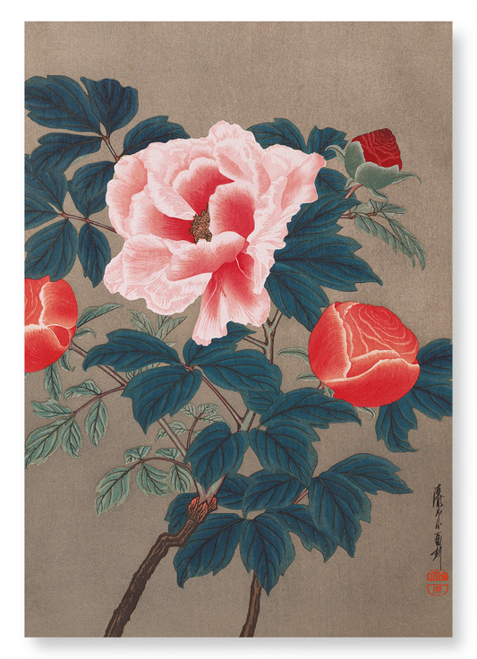 PEONIES (1900S): Japanese Art Print