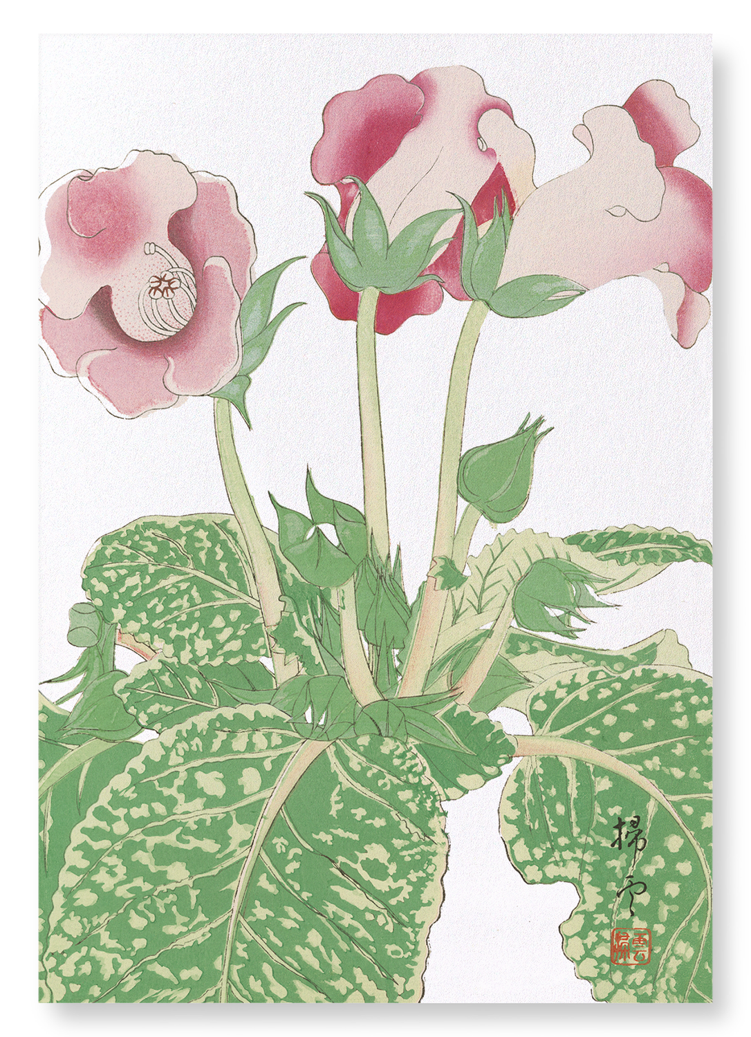 GLOXINIA FLOWER (C.1910): Japanese Art Print