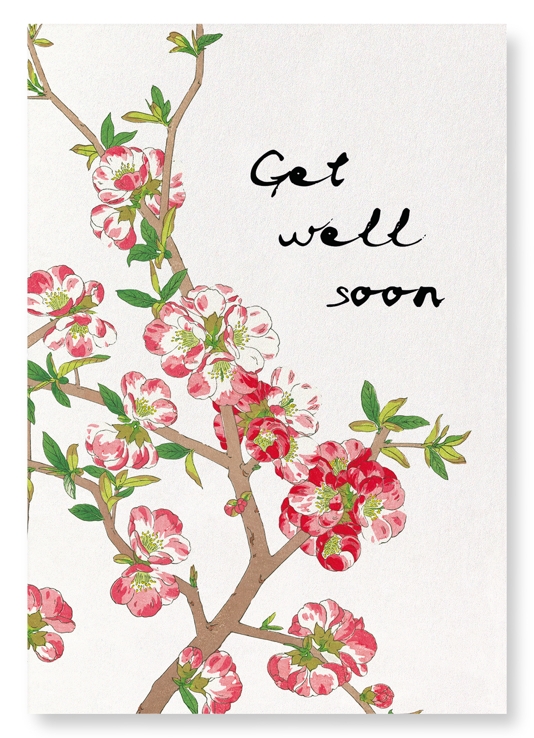 GET WELL SOON QUINCE FLOWERS: Japanese Art Print