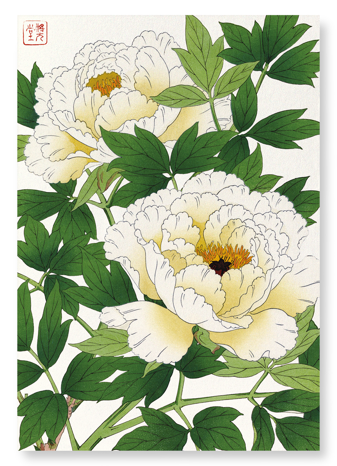WHITE PEONY: Japanese Art Print