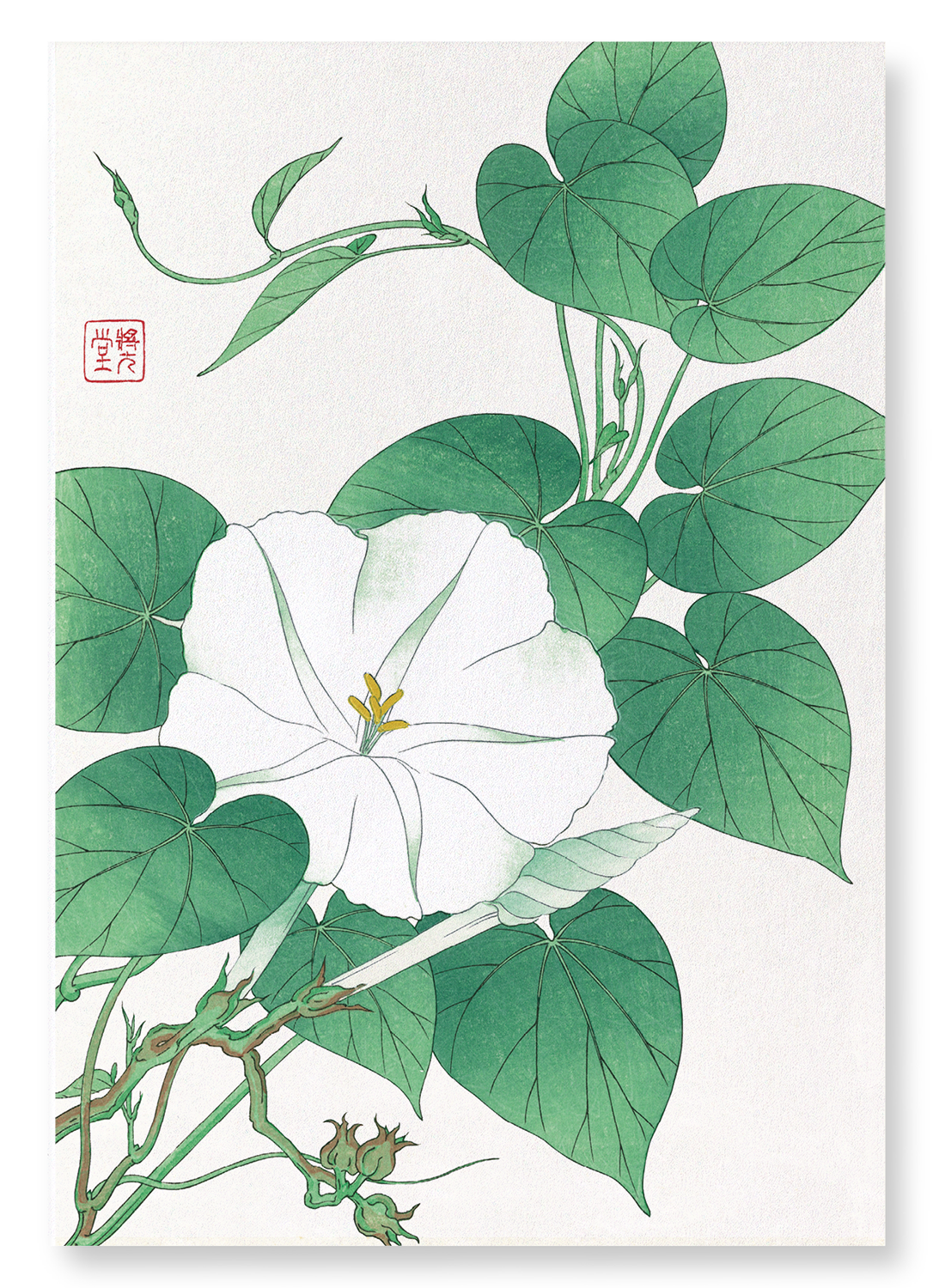 WHITE MORNING GLORY: Japanese Art Print