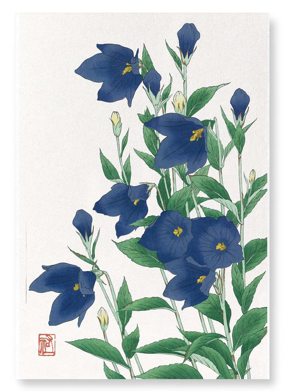 BLUEBELL FLOWER: Japanese Art Print