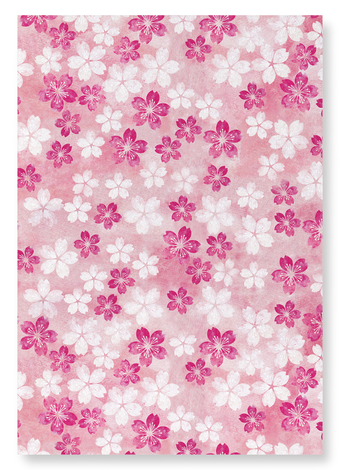 CHERRY BLOSSOM ON PINK: Japanese Art Print