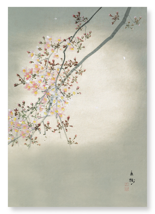 CHERRY BLOSSOM IN THE FULL MOON: Japanese Art Print