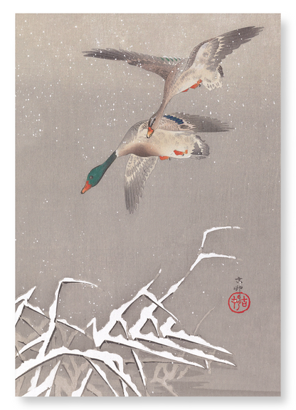 TWO MALLARDS DUCKS IN FLIGHT: Japanese Art Print