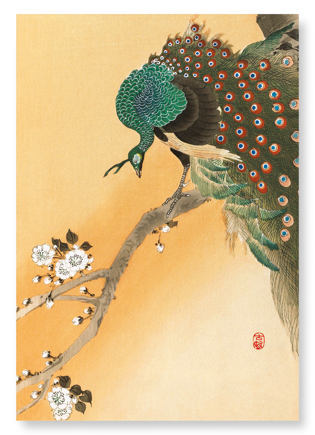 PEACOCK ON CHERRY BLOSSOMS: Japanese Art Print