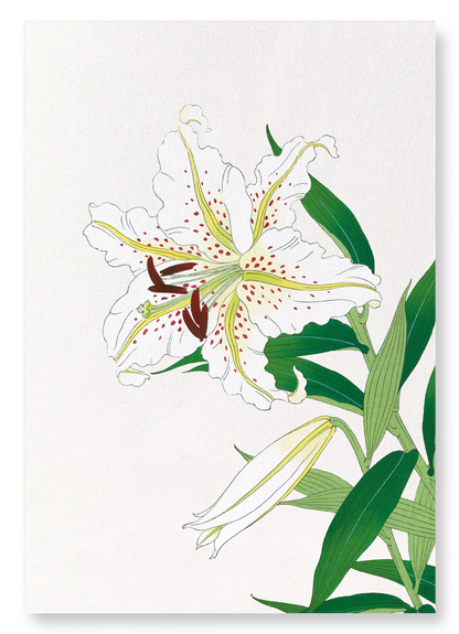 LILY: Japanese Art Print