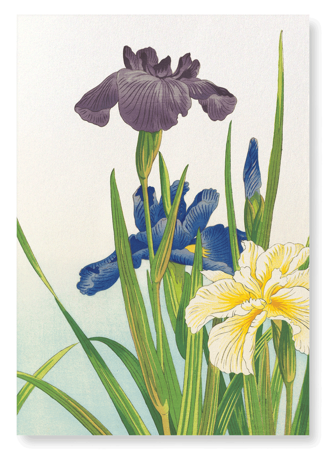 THREE IRIS FLOWERS (1937): Japanese Art Print