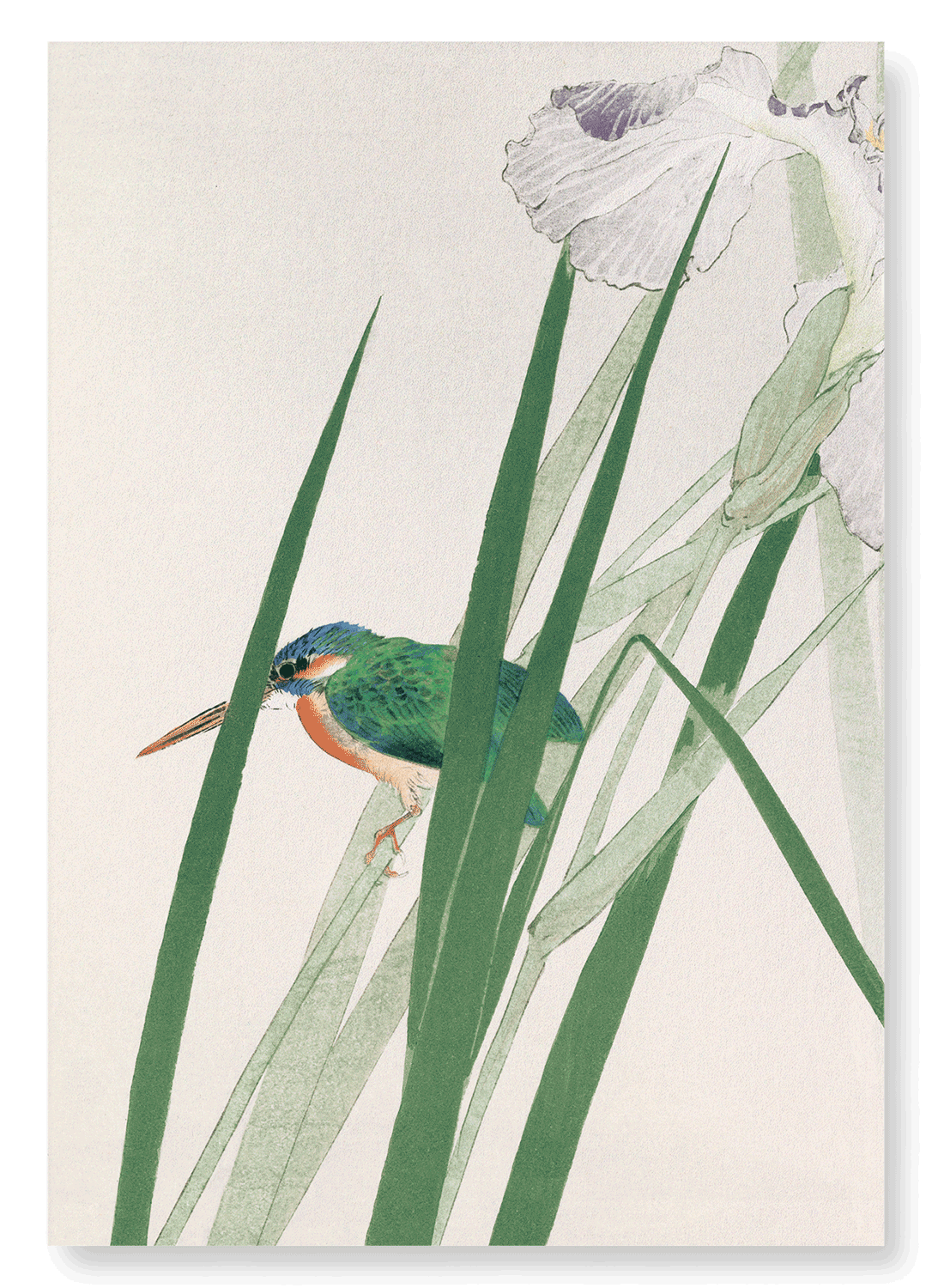 KINGFISHER AND IRIS (C.1900): Japanese Art Print