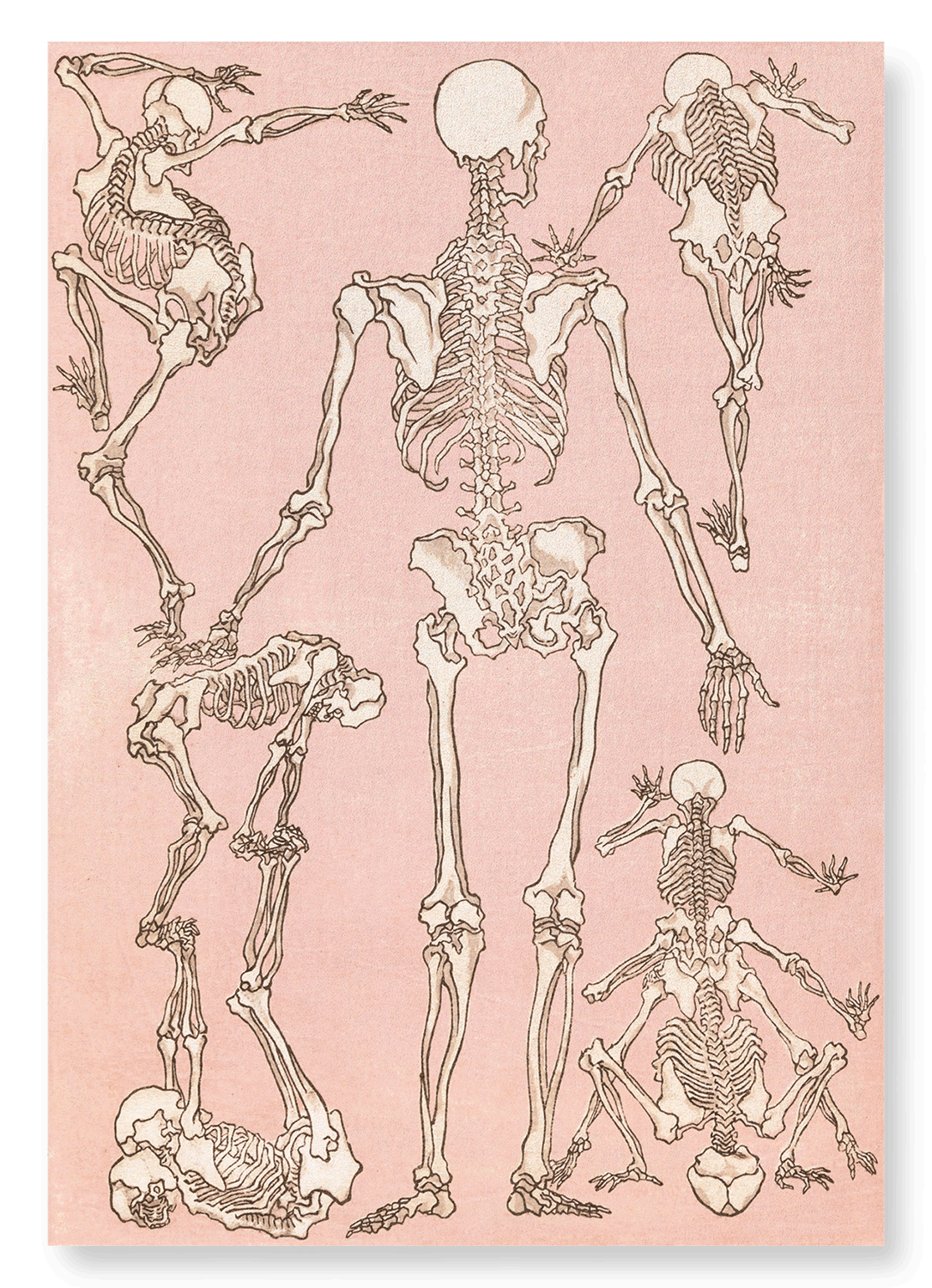 STUDY OF SKELETONS BACK (1881): Japanese Art Print