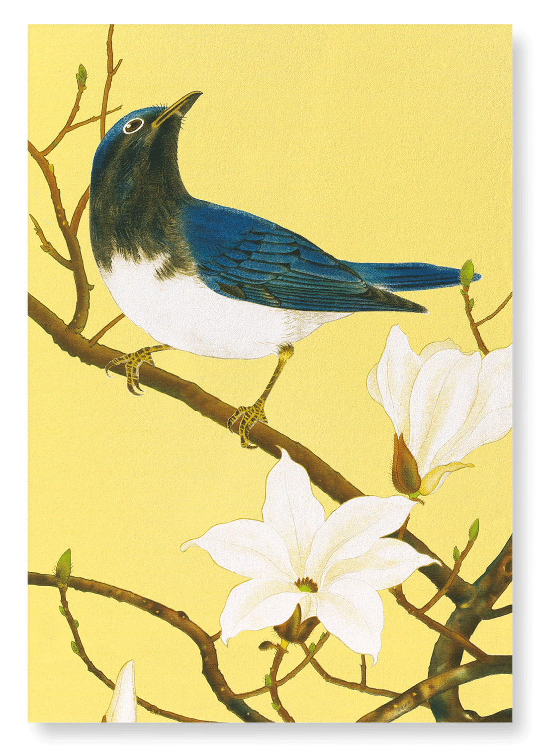 BLUE-AND-WHITE FLYCATCHER AND MAGNOLIA TREE (C.1930): Japanese Art Print