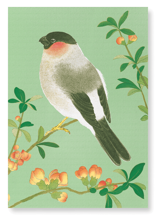 EURASIAN BULLFINCH WITH CHINESE QUINCE (C.1930): Japanese Art Print