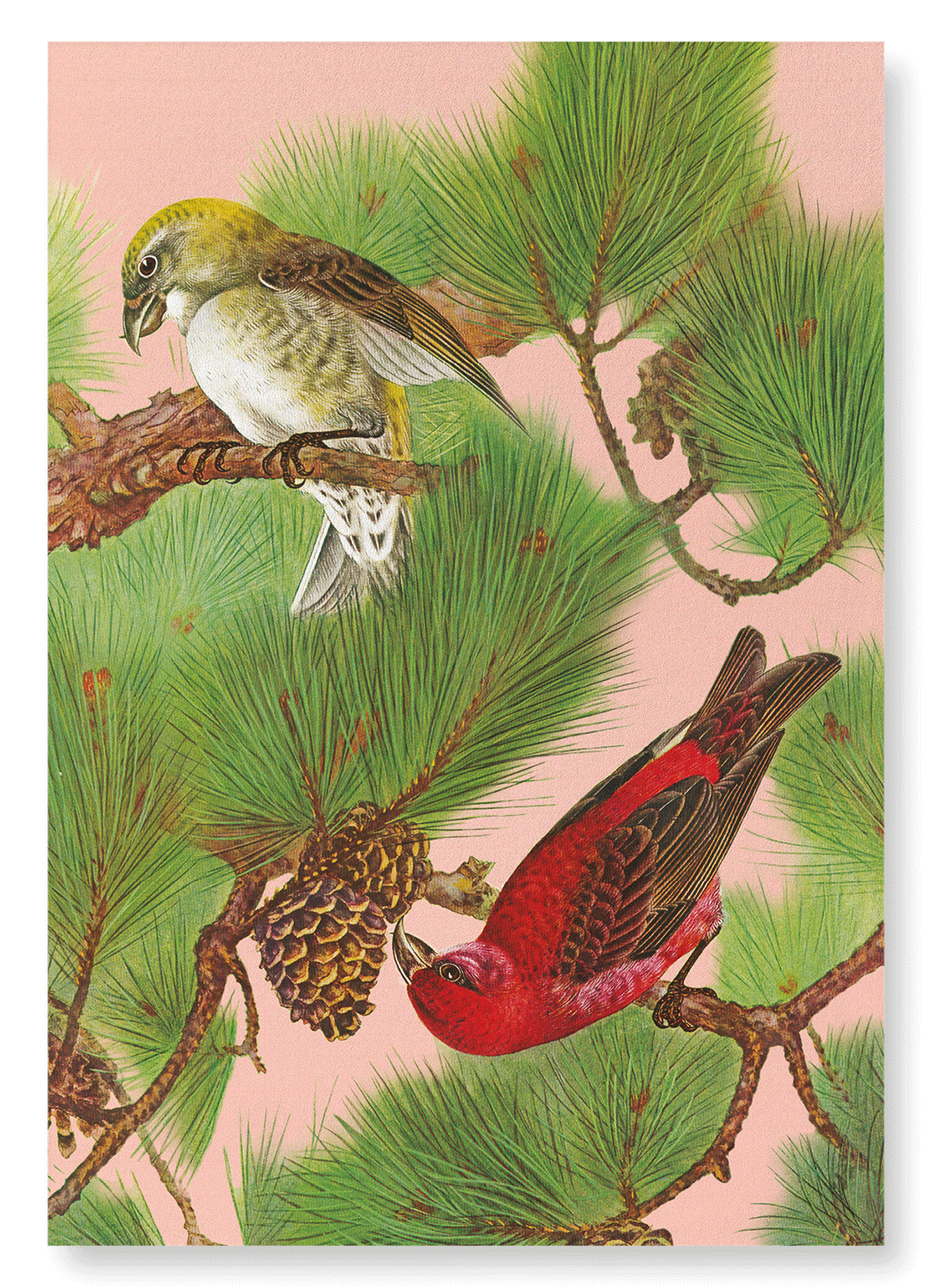COMMON CROSSBILL BIRDS ON PINE TREE (C.1930): Japanese Art Print