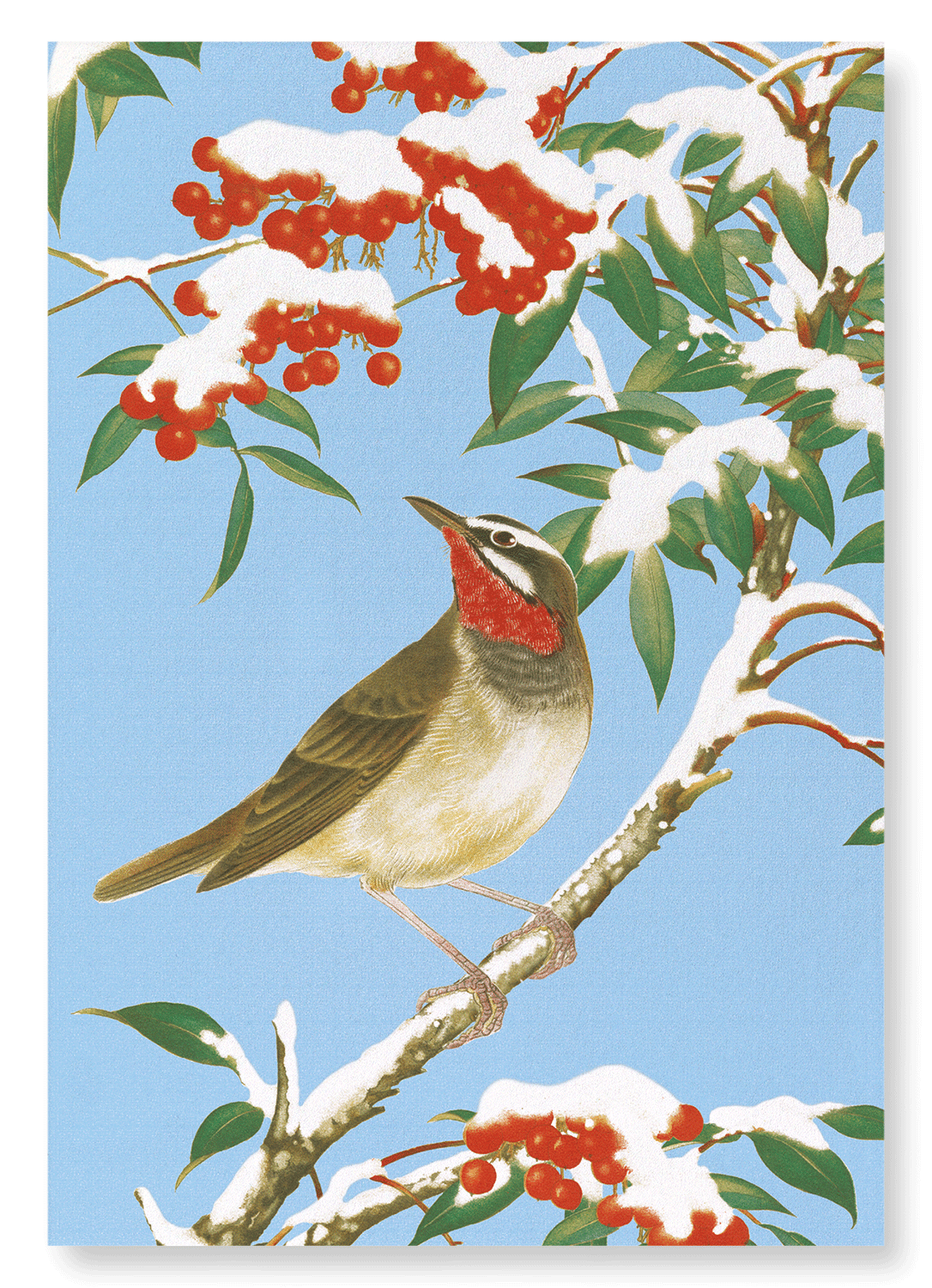 CALLIOPE BIRD WITH NANDINA (C.1930): Japanese Art Print