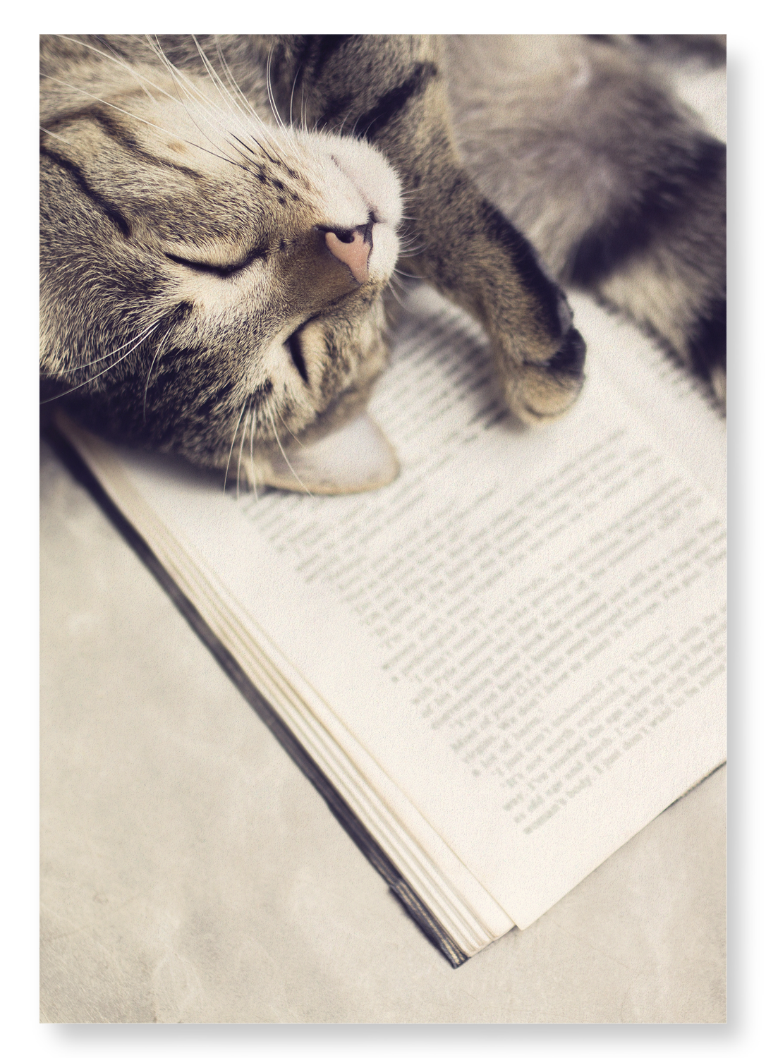 CAT AND BOOK: Photo Art Print