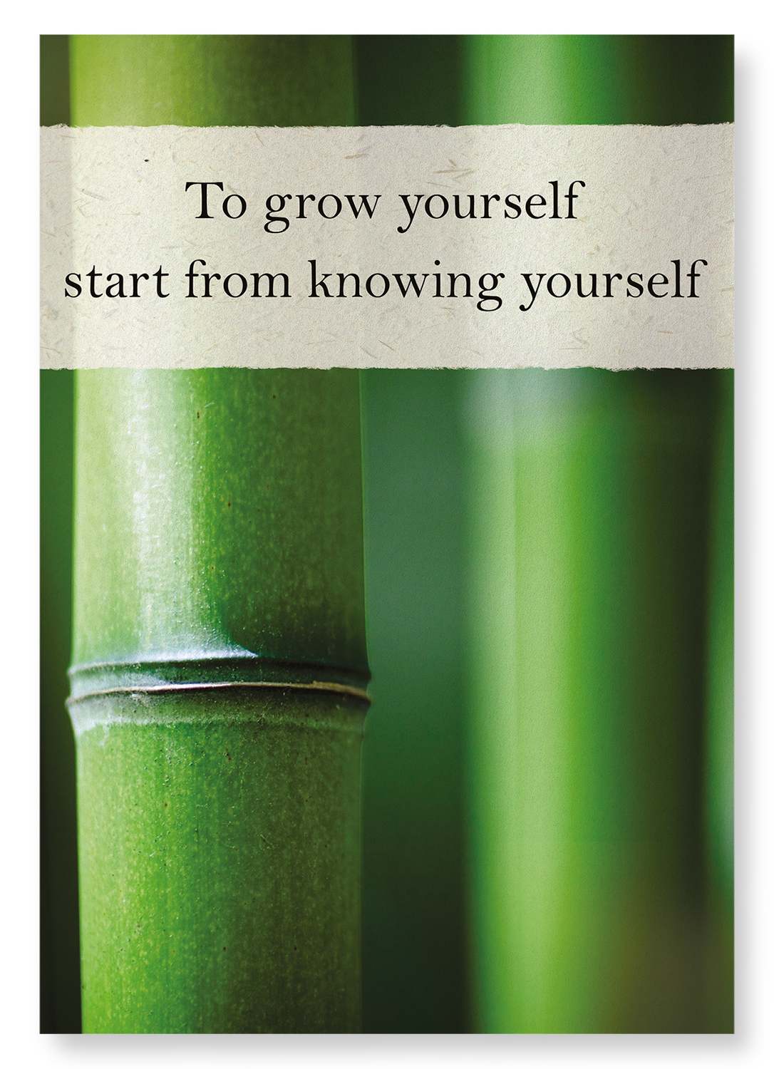 BAMBOO GROVE: Photo Art Print