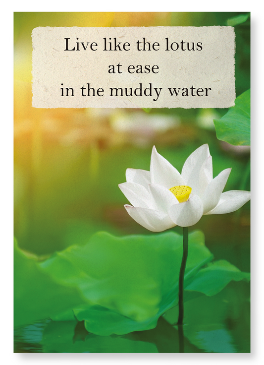 LOTUS IN THE LIGHT: Photo Art Print