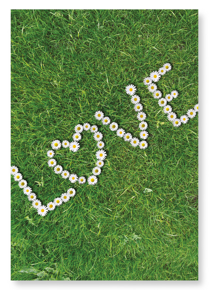 DAISY OF LOVE: Photo Art Print