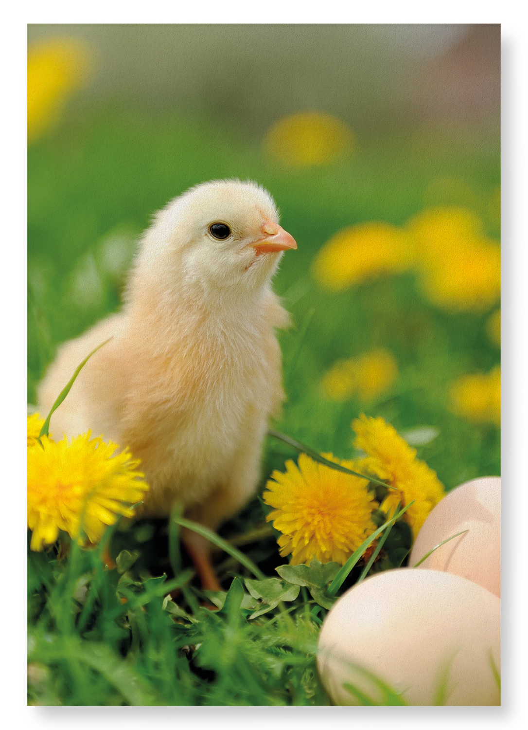 EASTER CHICK: Photo Art Print