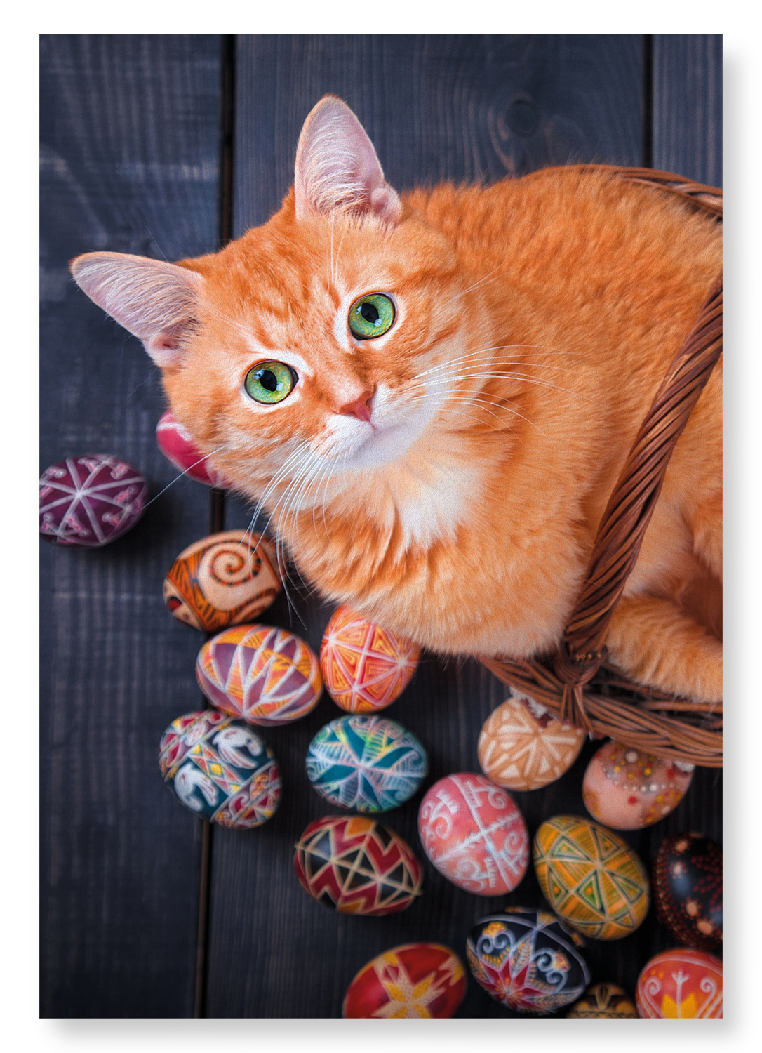 EASTER CAT: Photo Art Print