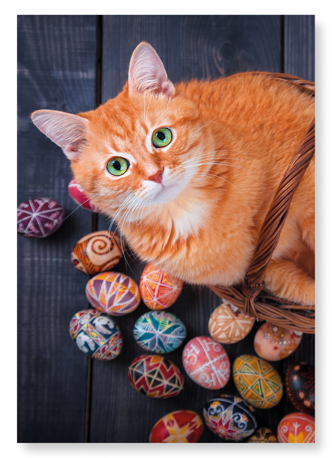 EASTER CAT: Photo Art print