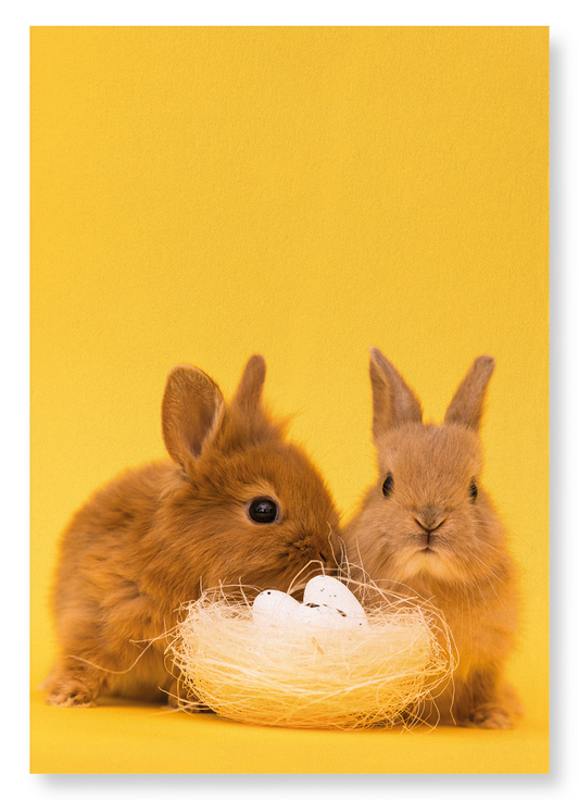EASTER BUNNIES: Photo Art Print