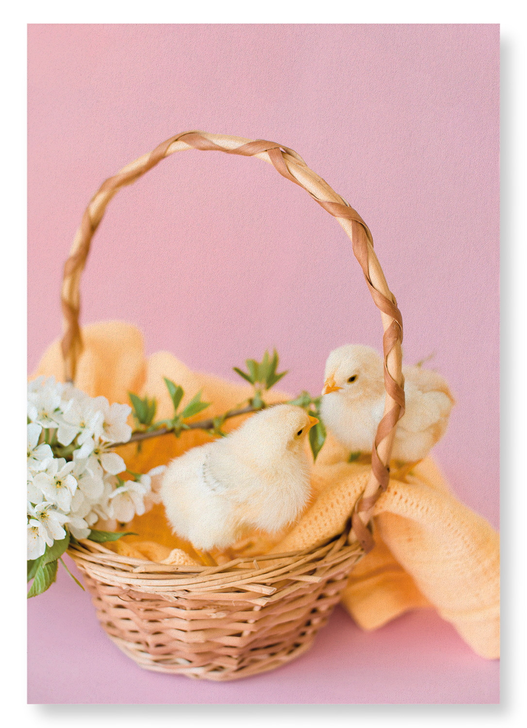 TWO CHICKS AND BASKET: Photo Art Print