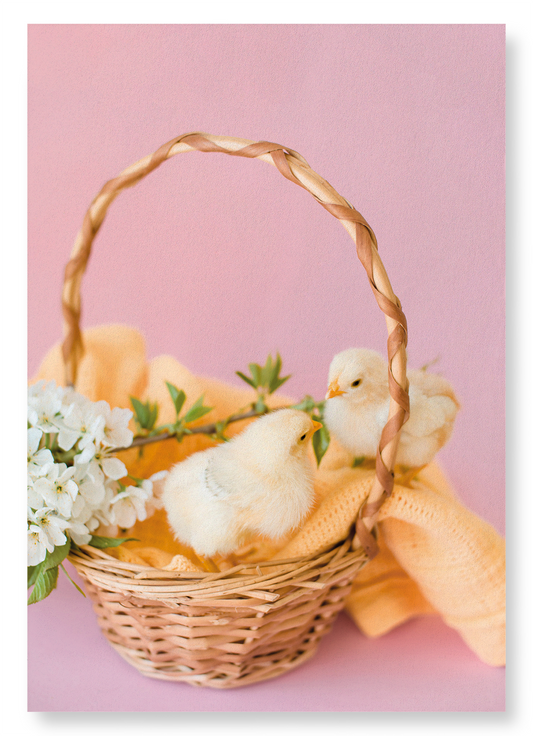 TWO CHICKS AND BASKET: Photo Art Print