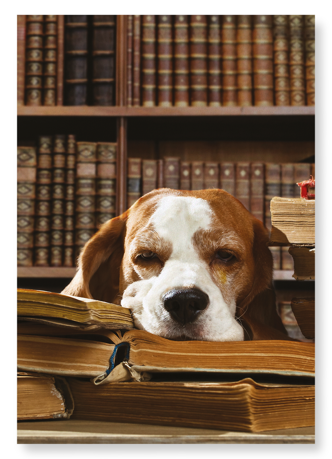 DOG OF LITERATURE: Photo Art Print