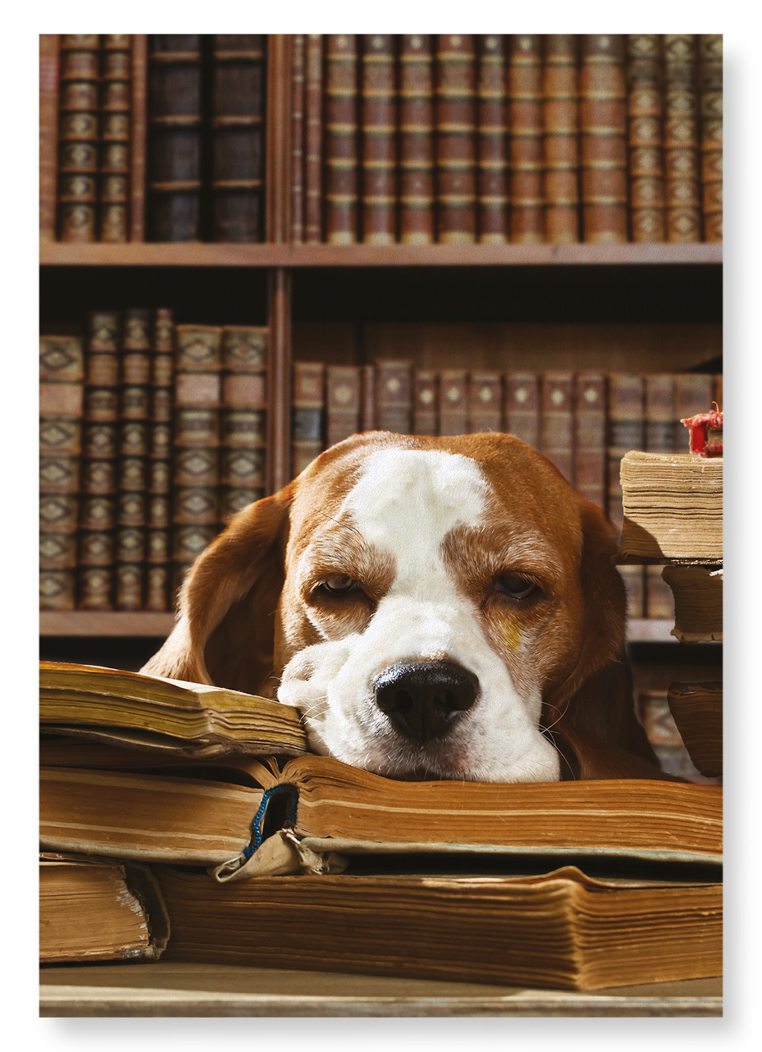 DOG OF LITERATURE: Photo Art print