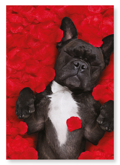 FRENCHIE DREAM: Photo Art Print