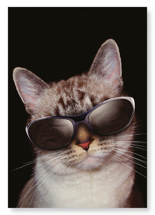 COOL CAT: Photo Art Print