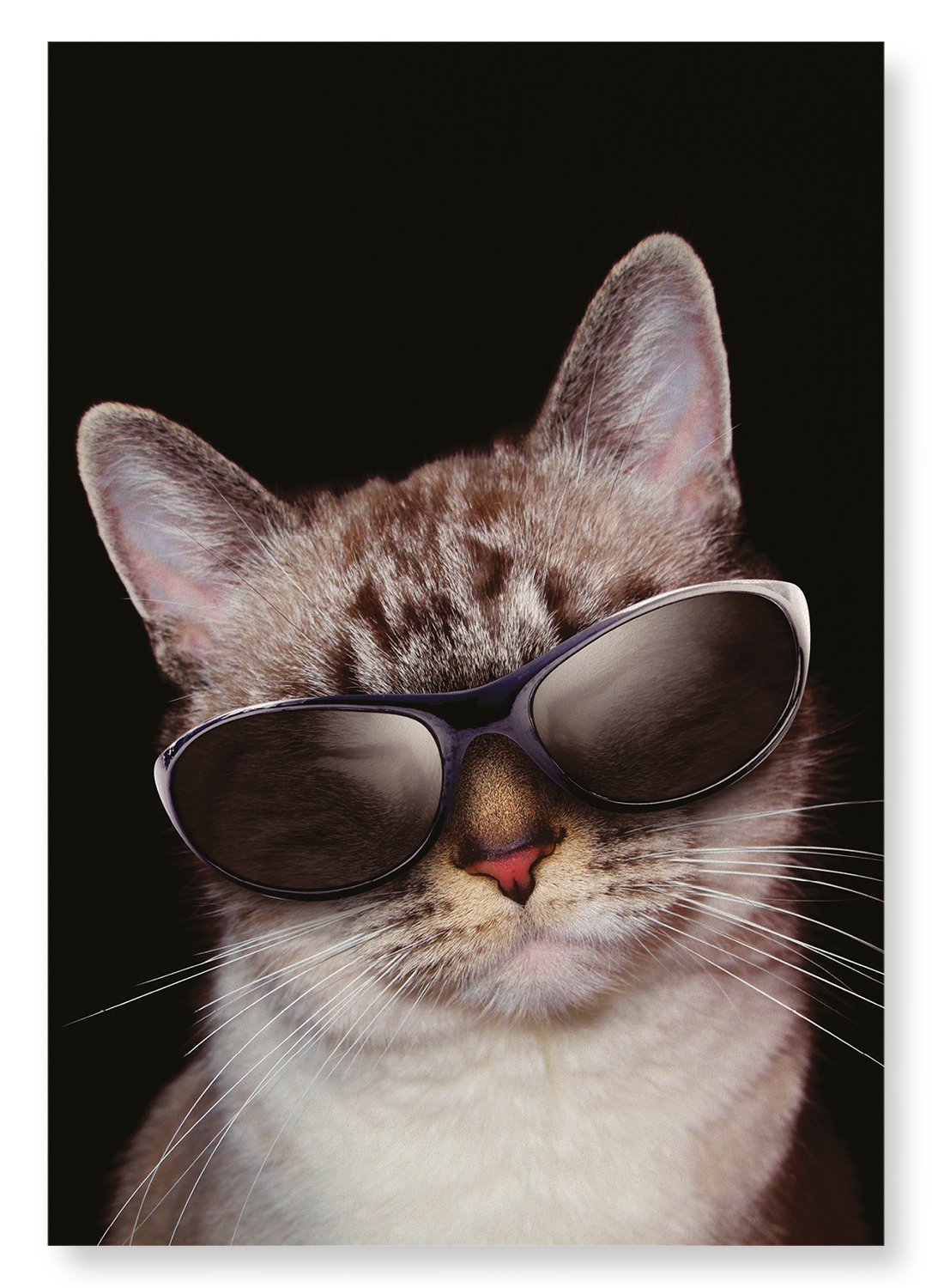 COOL CAT: Photo Art print