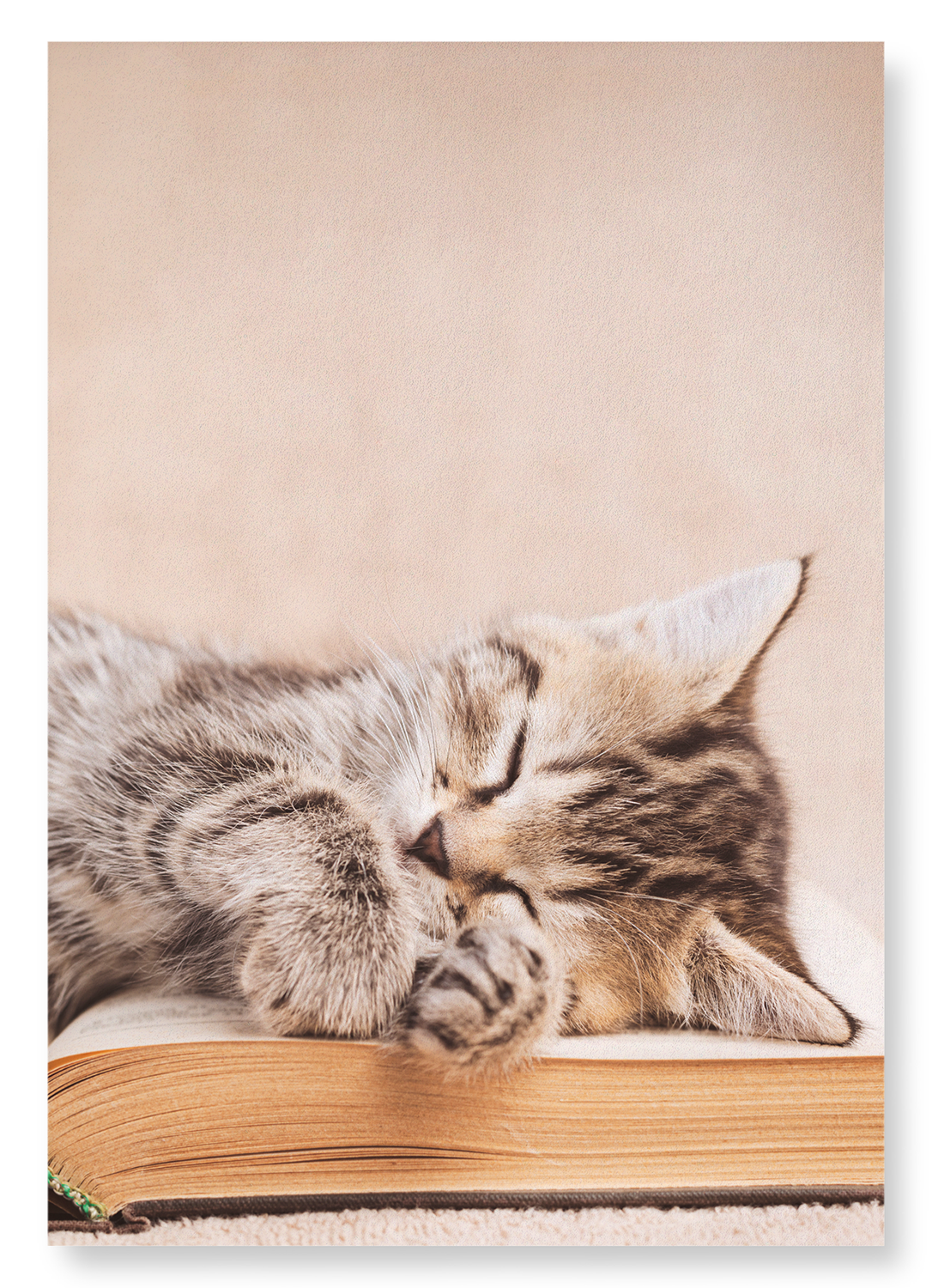 KITTEN SLEEPING ON A BOOK: Photo Art Print